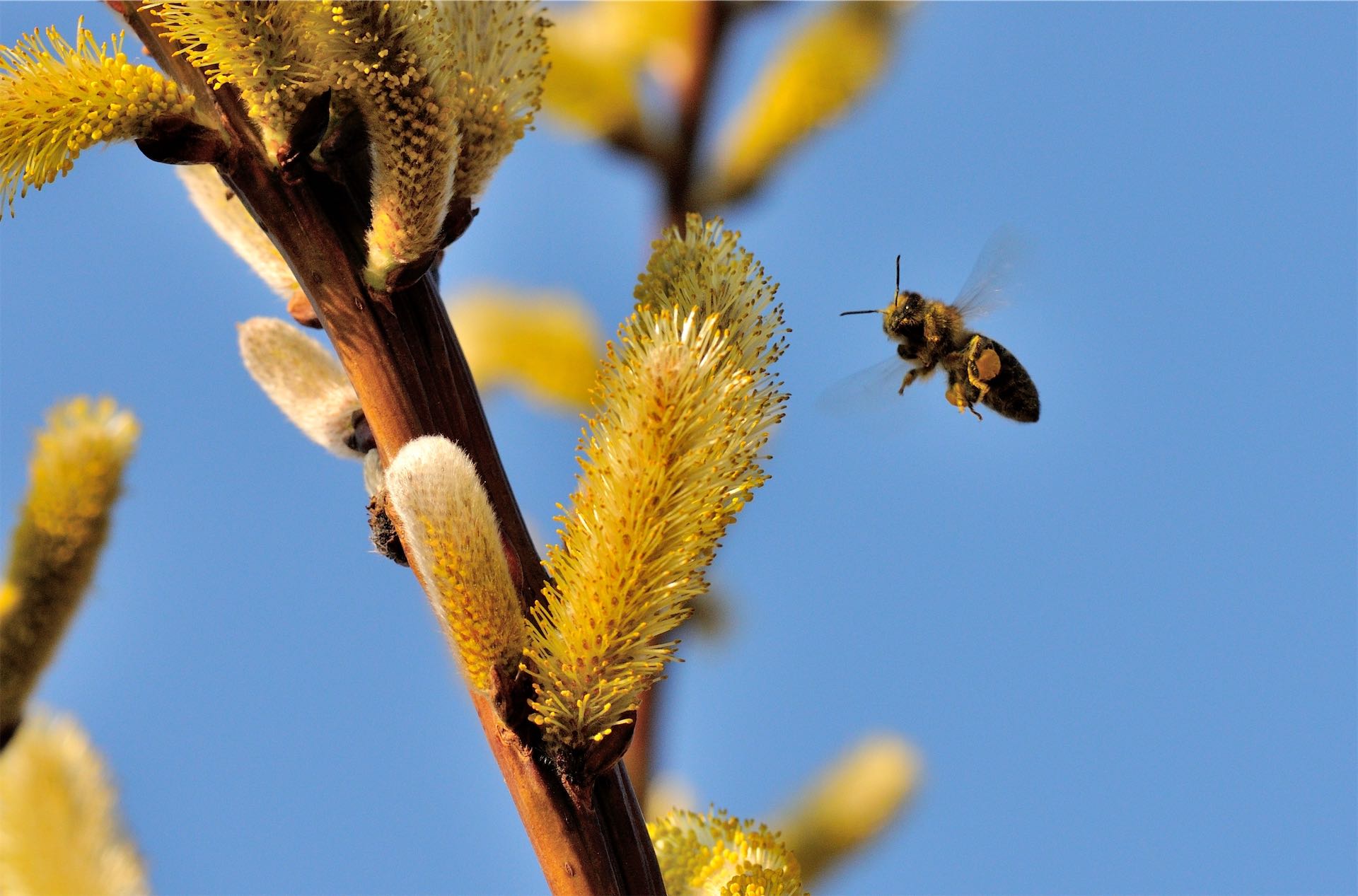 Tree with a beehive